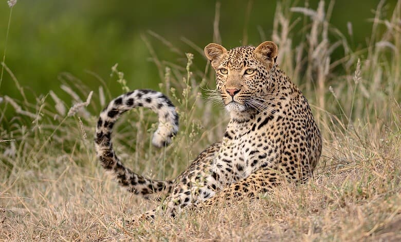 Leopard