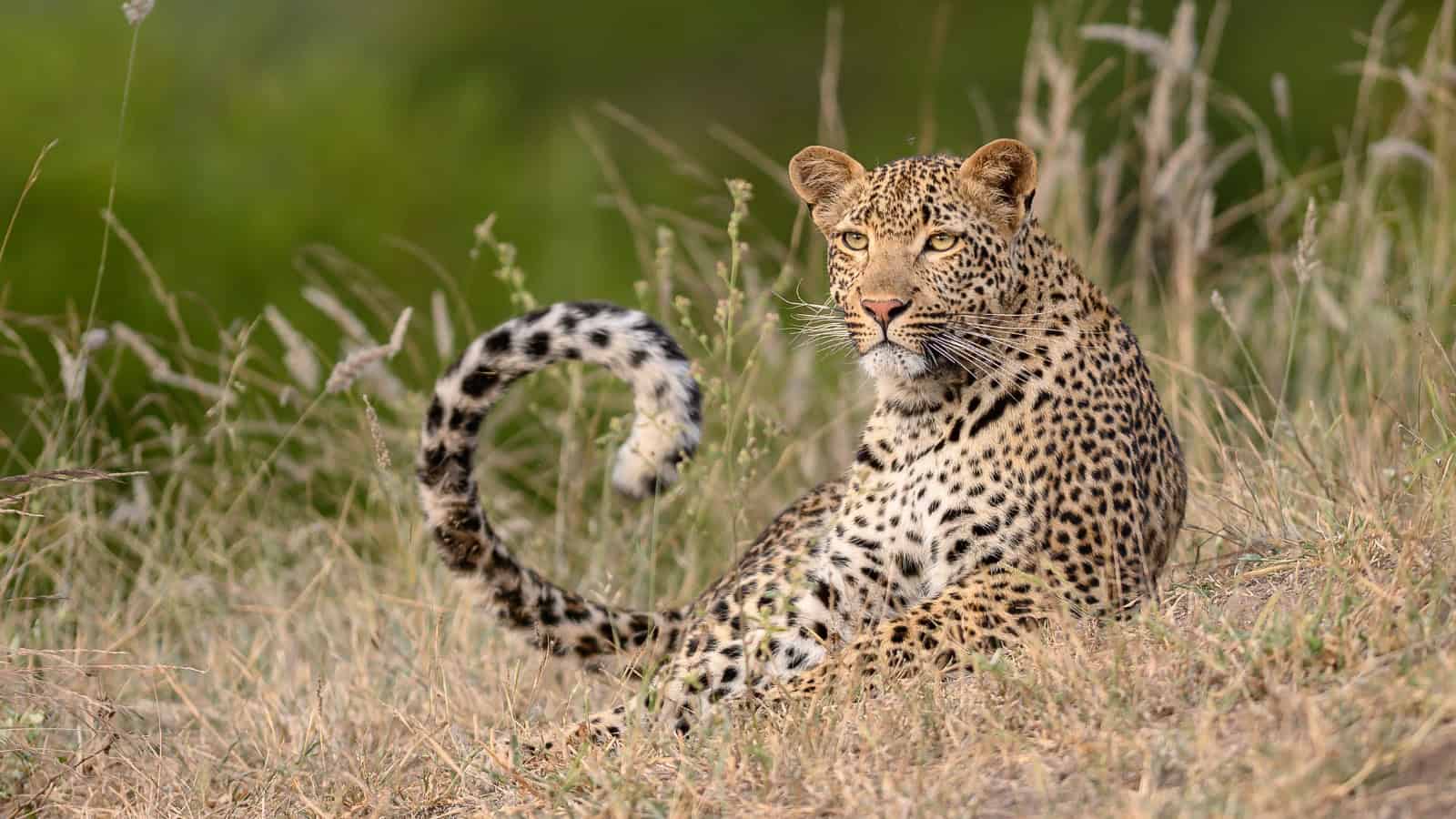 Leopard resting in grassland after entering Sircilla village, causing panic among residents.