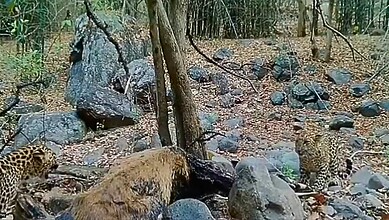 Two leopards spotted in dense Telangana forest, captured in viral footage.