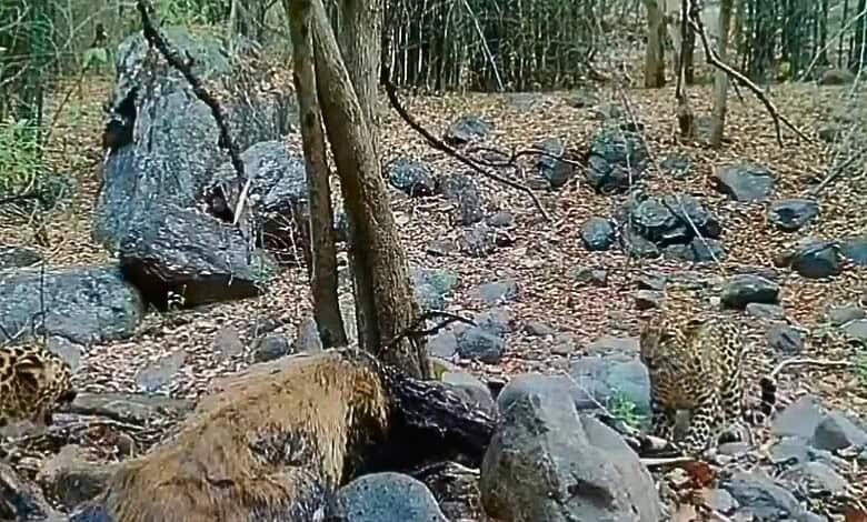 Two leopards spotted in dense Telangana forest, captured in viral footage.