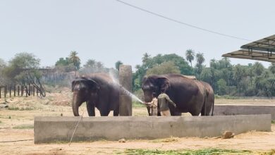 Two elephants being sprayed with water at Nehru Zoo Park in Hyderabad during summer.