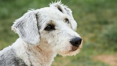 Dog with a contemplative look in a grassy area.