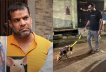 Pigs adopted in Delhi's Tri Nagar