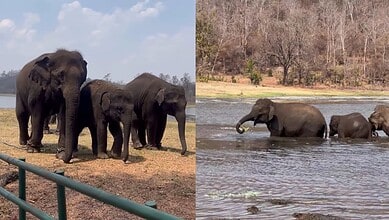 Group of elephants at Kamalapur Elephant Camp near Hyderabad, enjoying water and land.