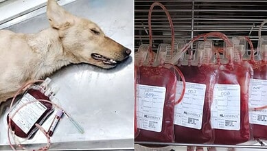 Stray dog lying next to blood bags used for blood donation in Hyderabad.