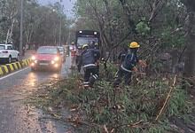 Uprooted tree and traffic congestion in Hyderabad caused by heavy rains.