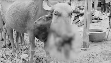 An injured buffalo in Mancherial