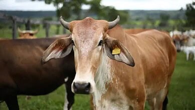 Telangana Vishwa Hindu Parishad demands closure of all slaughter houses immediately in view of the upcoming Bakrid festival in Hyderabad next month.