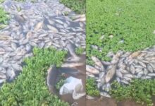Video: Scores of dead fish in Tellapur lake in Hyderabad, locals link it to pollution