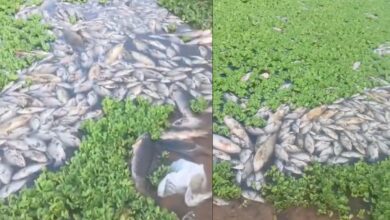 Video: Scores of dead fish in Tellapur lake in Hyderabad, locals link it to pollution
