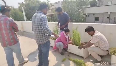 Man cultivating marijuana plants on terrace in Hyderabad, surrounded by onlookers.