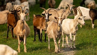A goat herd walking on green grass in a rural setting.