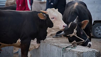 A livestock market scene with black and white cows tied to a concrete barrier.