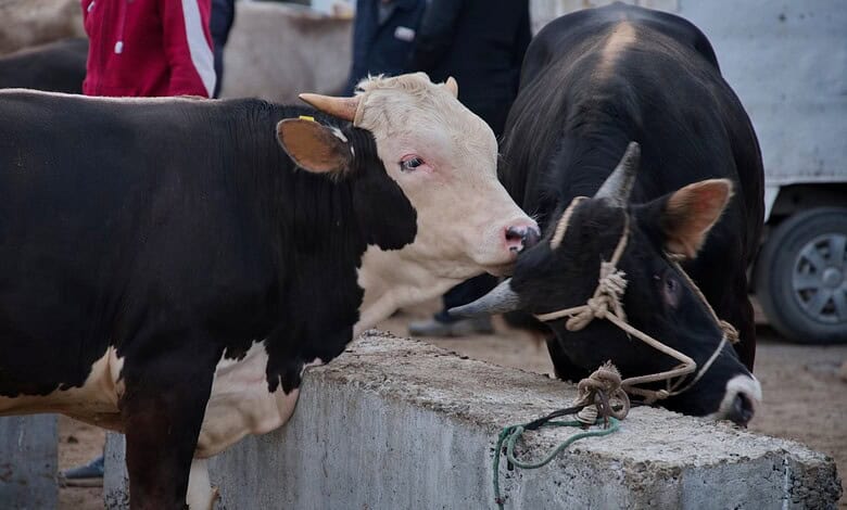 A livestock market scene with black and white cows tied to a concrete barrier.