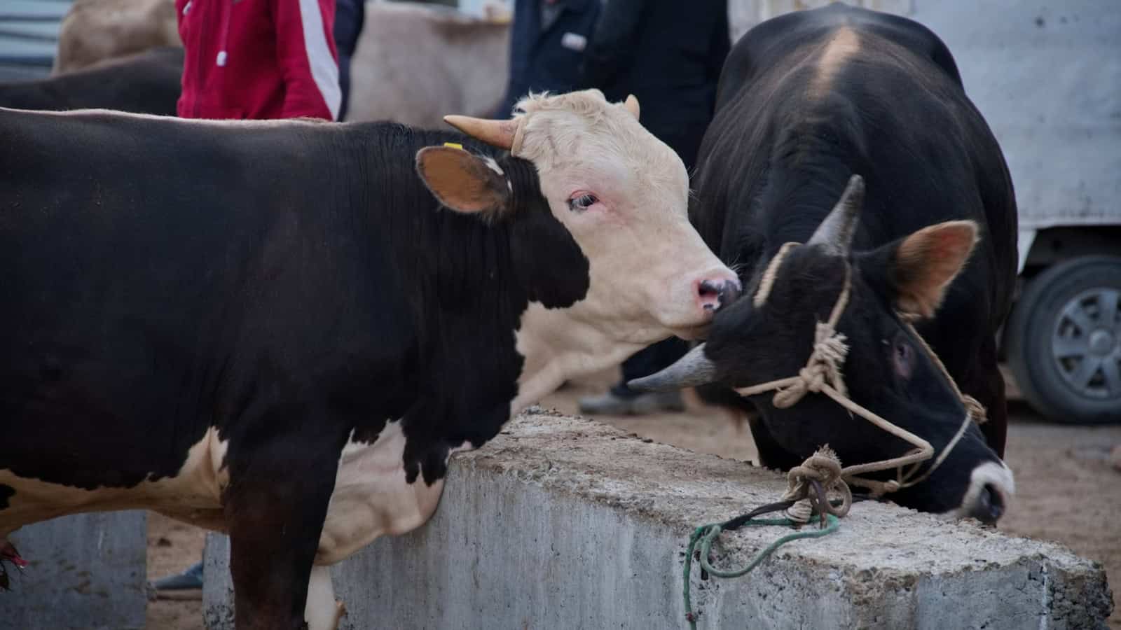 A livestock market scene with black and white cows tied to a concrete barrier.