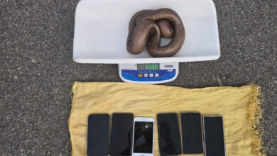 Five arrested in Chikkamagaluru for attempting to sell rare two-headed red sand boa