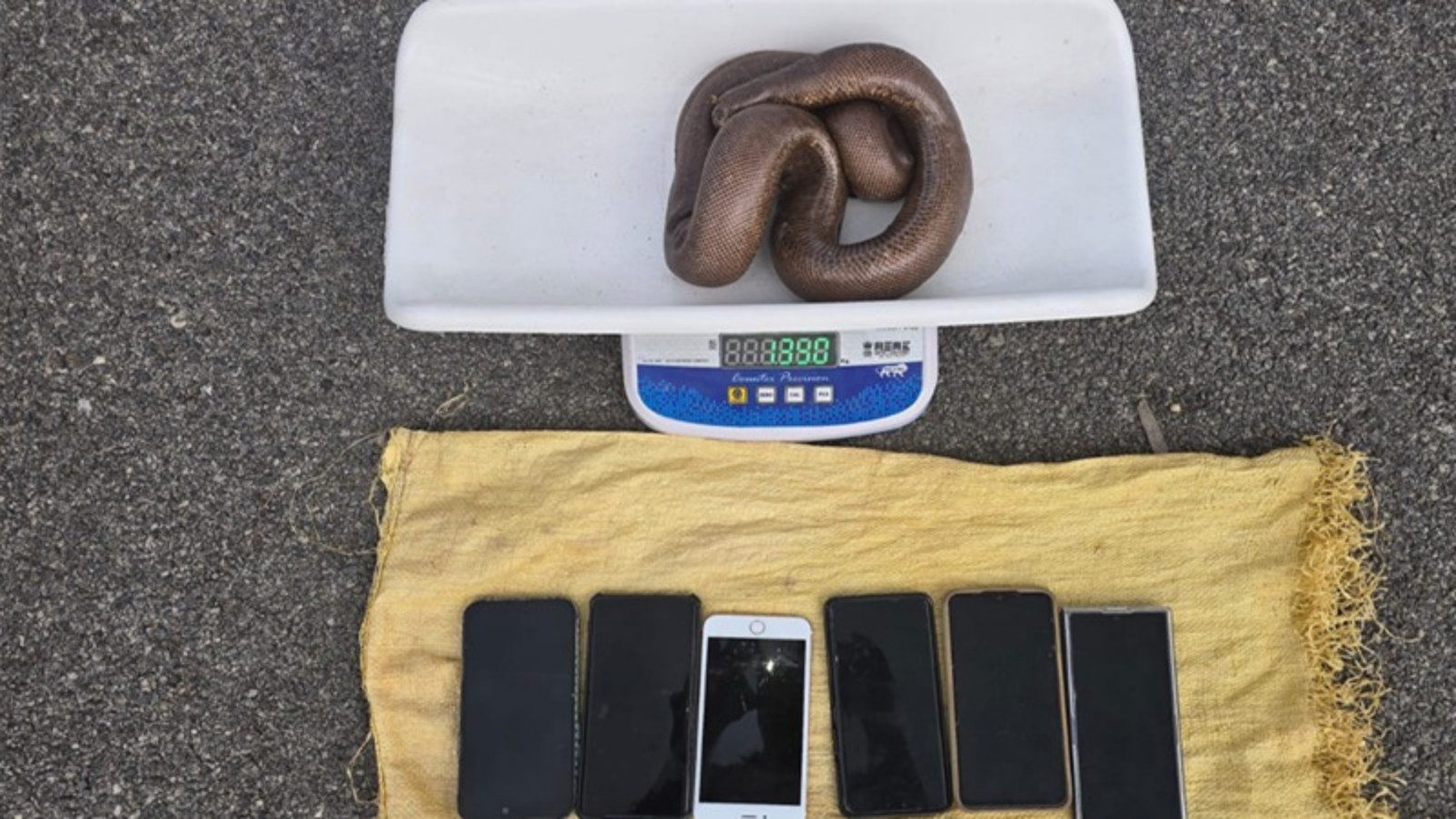 Five arrested in Chikkamagaluru for attempting to sell rare two-headed red sand boa