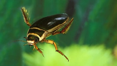 Beetle discovered in Hyderabad pond, now bearing the city's name, highlighting local biodiversity.