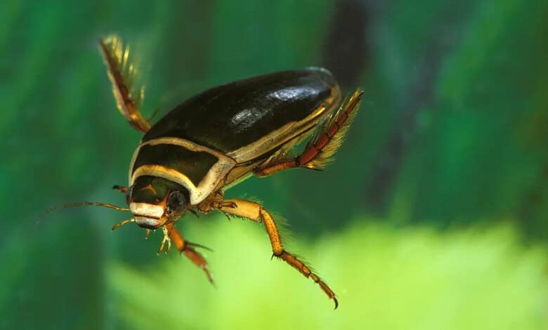 Beetle discovered in Hyderabad pond, now bearing the city's name, highlighting local biodiversity.