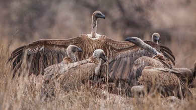 Vultures resting on dry grassland, showcasing their scavenger nature in a natural habitat.
