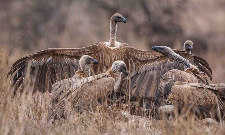 Vultures resting on dry grassland, showcasing their scavenger nature in a natural habitat.
