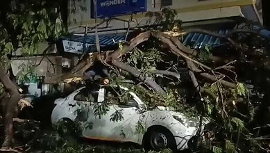 A fallen tree blocking a white car after a storm or strong winds.