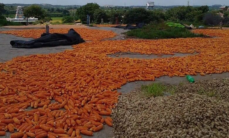 Maize drying on rooftop in Telangana amid policy paralysis affecting procurement.