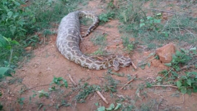 Massive python found after swallowing deer near water pipeline in Mandya