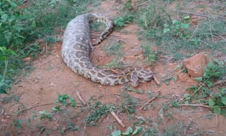 Massive python found after swallowing deer near water pipeline in Mandya