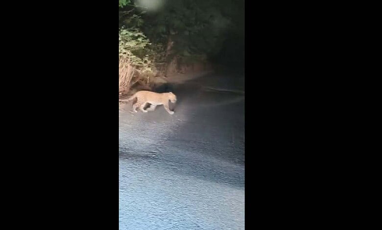 A leopard was spotted in Bhadradri Kothgudem