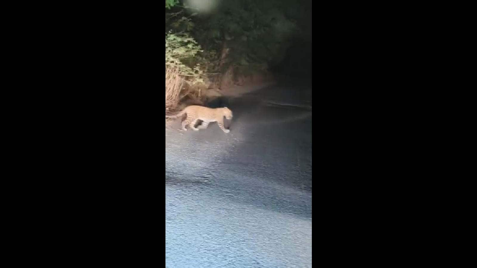 A leopard was spotted in Bhadradri Kothgudem
