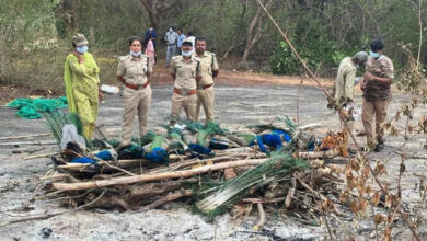 Peacock deaths due to bird flu in Tumakuru, Karnataka