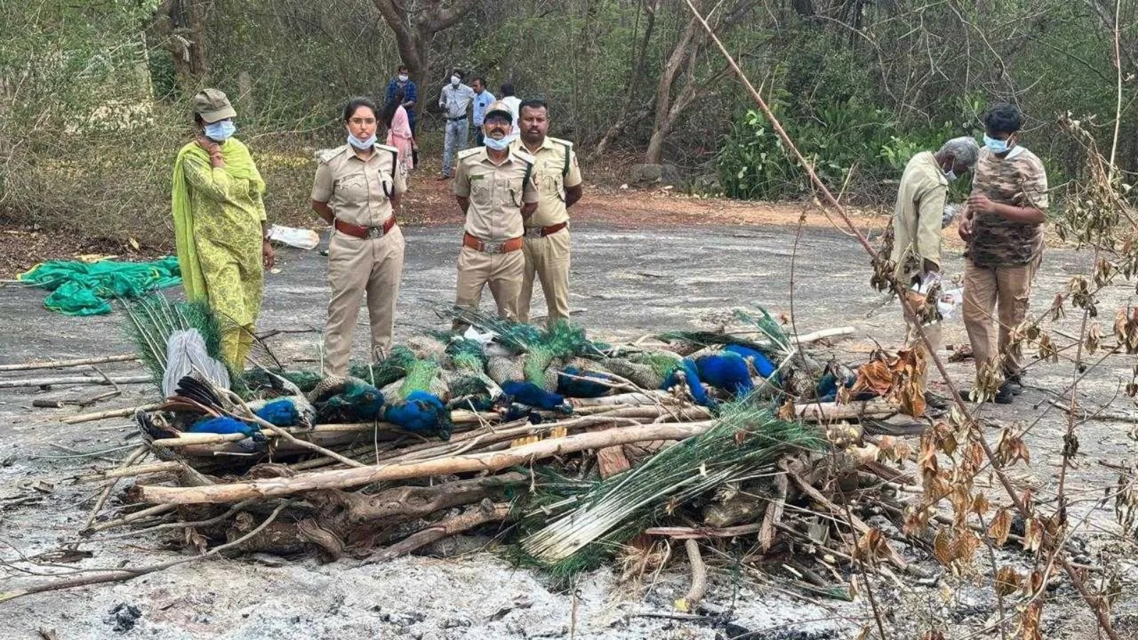 Peacock deaths due to bird flu in Tumakuru, Karnataka