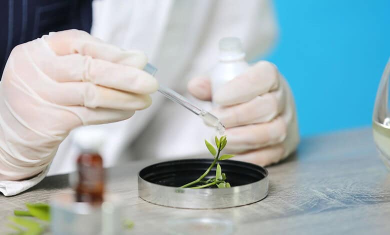 A scientist wearing gloves examines a small plant sample using a pipette in a laboratory environment.