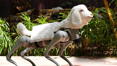 A lamb robot walking outdoors with greenery in the background.