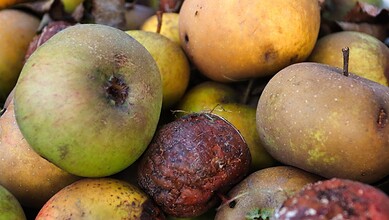 Apple fruits with some rotting and blemishes, close-up shot.