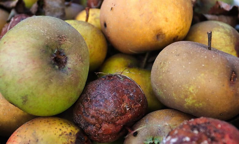 Apple fruits with some rotting and blemishes, close-up shot.