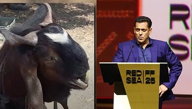 A goat with large horns standing outdoors next to a man speaking at a podium.