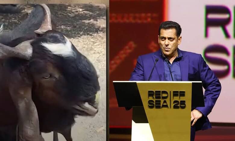A goat with large horns standing outdoors next to a man speaking at a podium.