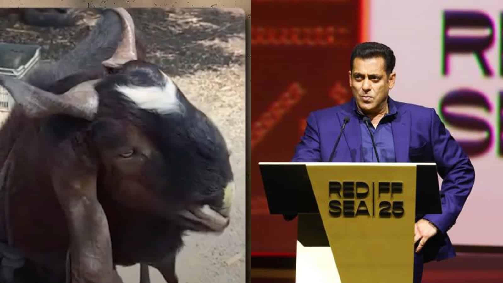 A goat with large horns standing outdoors next to a man speaking at a podium.