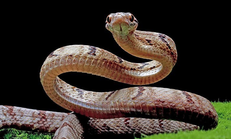 Close-up of a snake with a coiled body and alert head on a black background.