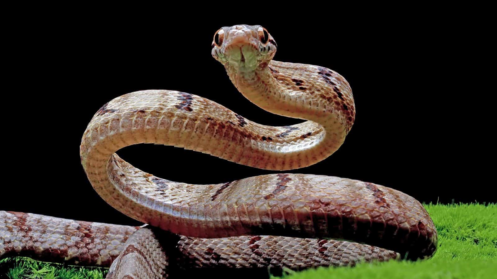 Close-up of a snake with a coiled body and alert head on a black background.