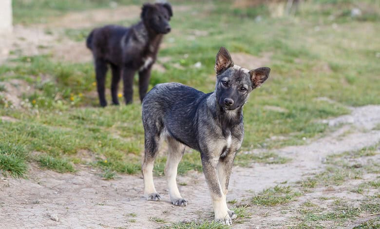 MP: Stray dog goes on biting spree, 2-year-old among nearly 60 injured