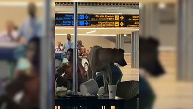 Dog lying on luggage at airport terminal with travelers and signage in background.