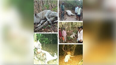 A dead elephant lying in the forest with people inspecting the scene.
