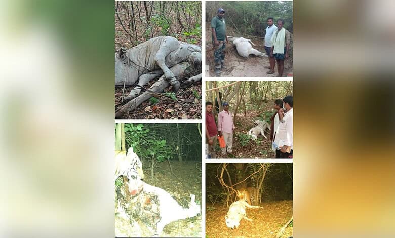 A dead elephant lying in the forest with people inspecting the scene.