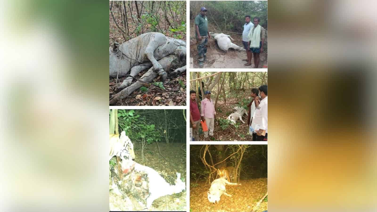 A dead elephant lying in the forest with people inspecting the scene.