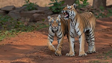 A tiger cub walking alongside an adult tiger in a natural forest setting.