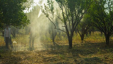 Tribal children brave snakes in forest, with sunlight filtering through trees.