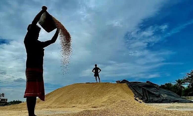 Salt being poured onto a large pile of harvested paddy rice under a cloudy sky in Telangana.
